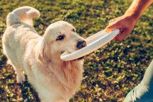 Навчальні команди собак: професійні поради Навчальні команди собак: професійні поради